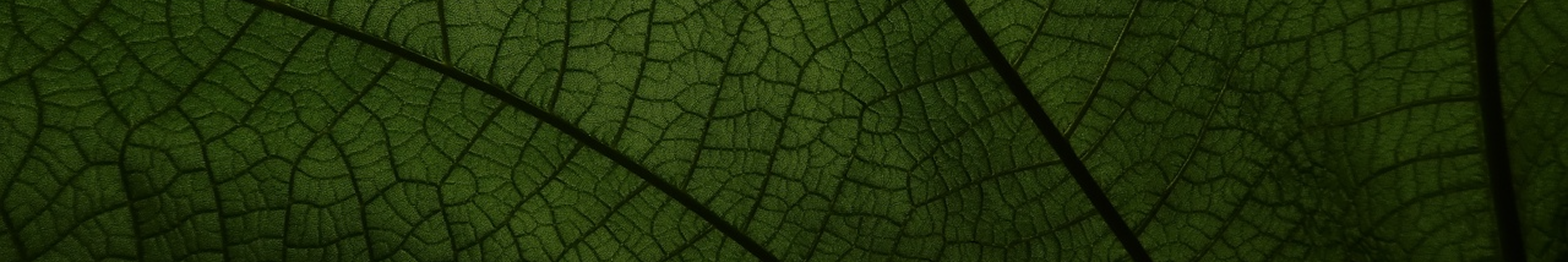 Master CLass Leaf Banner Image